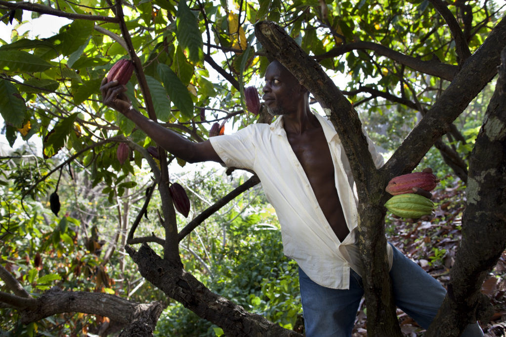 Grenada Chocolate Company farm crew on Gro Cocoa land, February 2015. Photo by Tom Coady.